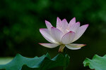 DSC05538 a