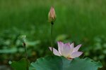 DSC05542 a