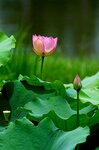 DSC05545 a