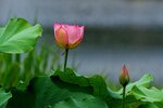 DSC05547 a