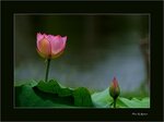 DSC05548 b