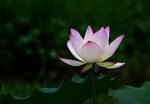 DSC05550 a