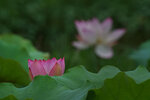 DSC05552 a
