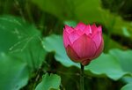 DSC05561 a