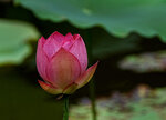 DSC05568 a