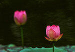 DSC05572 a