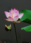 DSC05575 a