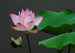 DSC05576 a