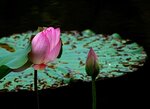 DSC05579 a