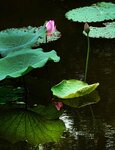 DSC05581 a