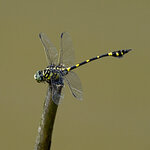 DSC05619 b
