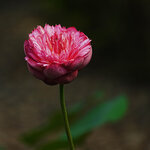 DSC05200 a
