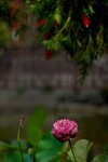 DSC05204 a
