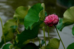 DSC05208 a