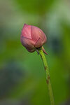 DSC05210 a