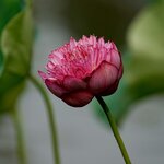 DSC05215 a