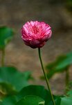 DSC05217 a