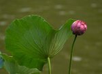 DSC05219 a