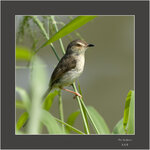 DSC05295 a