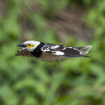 DSC05440 a