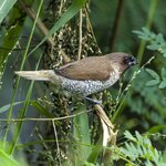 DSC05485 a
