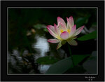 DSC_7572 a