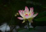 DSC_7574 a