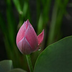 DSC_7590 a