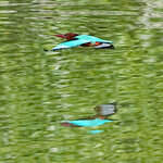 DSC01182 c