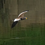 DSC01443 a