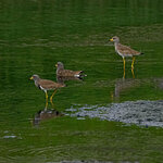 DSC01460 a