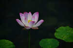 DSC_8162 c