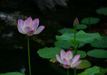 DSC_8166 c
