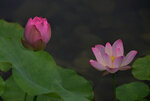 DSC_8170 c