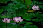 DSC_8176 c