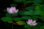 DSC_8177 c