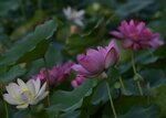 DSC_0204 a