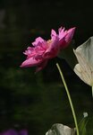 DSC_0205 b