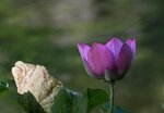 DSC_0206 a