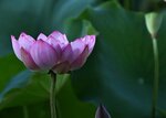 DSC_0207 a