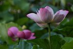 DSC_0211 a