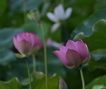 DSC_0214 a