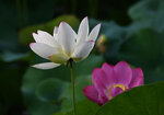 DSC_0218 a