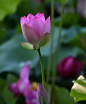 DSC_0221 a
