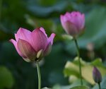 DSC_0225 a