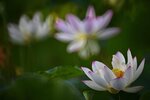 DSC_0232 a