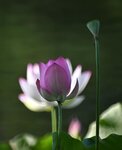 DSC_0234 a