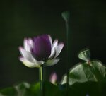 DSC_0240 a