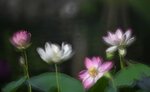 DSC_0255 a
