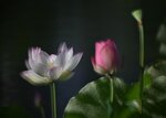 DSC_0270 a